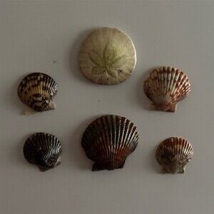 Natural Seashell & Sand Dollar Set 5pc Coastal Beach magnets